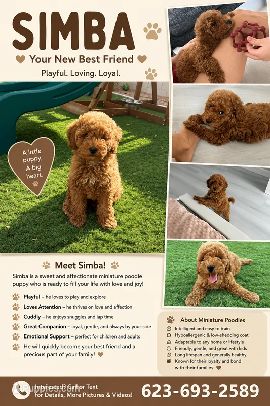 Simba – Poodle - Miniature  puppy for sale in El Mirage, AZ