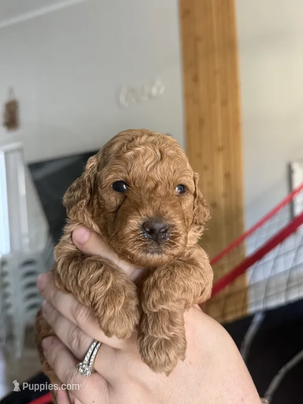 Zane  – Poodle - Miniature  puppy for sale in El Mirage, AZ