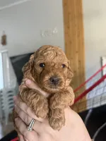 Zane , a male Poodle - Miniature  for sale in El Mirage, AZ – 1 of 7