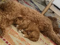 Teddy, a male Poodle - Miniature  for sale in El Mirage, AZ – 4 of 4