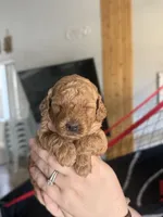 Zane , a male Poodle - Miniature  for sale in El Mirage, AZ – 4 of 7
