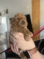 Zane , a male Poodle - Miniature  for sale in El Mirage, AZ – 5 of 7