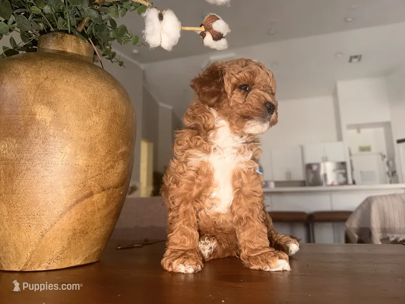 Teddy – Poodle - Miniature  puppy for sale in El Mirage, AZ