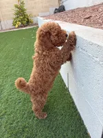 Simba, a male Poodle - Miniature  for sale in El Mirage, AZ – 4 of 7