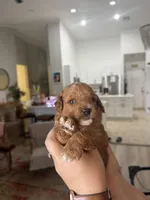 Teddy, a male Poodle - Miniature  for sale in El Mirage, AZ – 3 of 4
