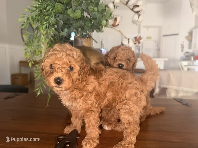 Simba – Poodle - Miniature  puppy for sale in El Mirage, AZ