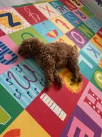 Simba, a male Poodle - Miniature  for sale in El Mirage, AZ – 7 of 7