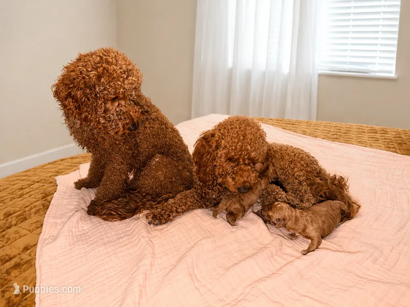 Teddy, a male Poodle - Miniature  for sale in El Mirage, AZ – 1 of 4