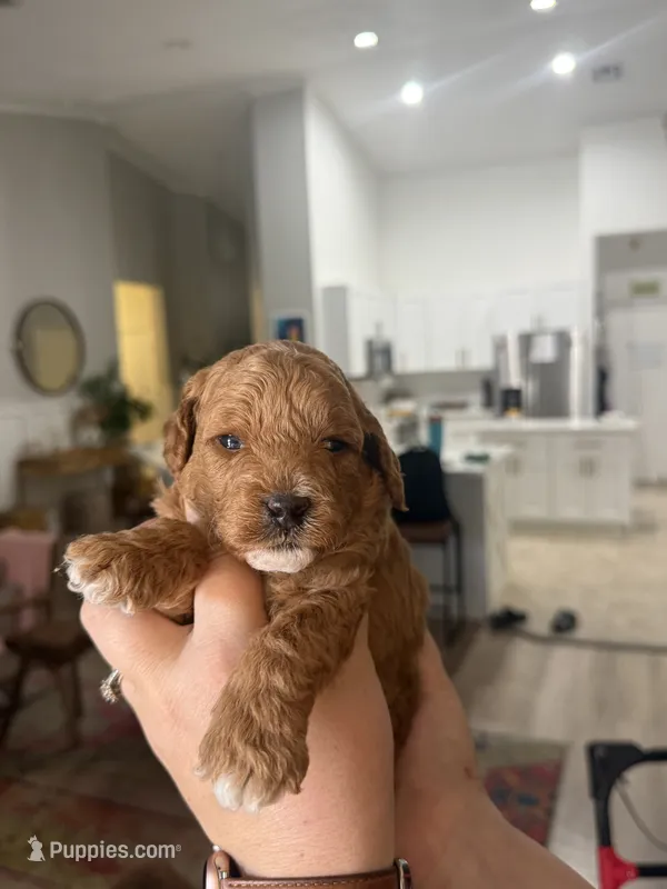 Teddy – Poodle - Miniature  puppy for sale in El Mirage, AZ