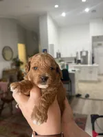 Teddy, a male Poodle - Miniature  for sale in El Mirage, AZ – 2 of 4