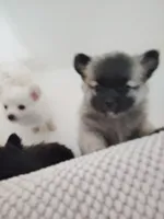 Honey bun, a female Pomeranian for sale in Justin, TX – 2 of 4