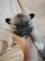 Bruiser, a male Pomeranian for sale in Justin, TX – Photo 2 of 6