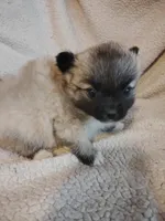 Bruiser, a male Pomeranian for sale in Justin, TX – Photo 5 of 6