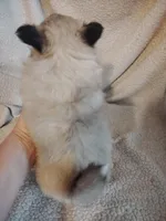 Bruiser, a male Pomeranian for sale in Justin, TX – Photo 3 of 6