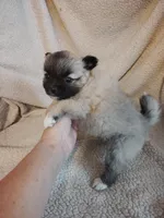 Bruiser, a male Pomeranian for sale in Justin, TX – Photo 6 of 6