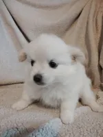 Blondie, a female Pomeranian for sale in Justin, TX – Photo 5 of 8