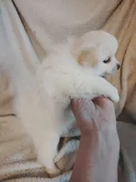 Blondie, a female Pomeranian for sale in Justin, TX – Photo 3 of 8