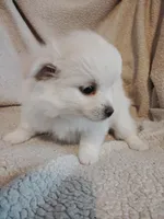 Blondie, a female Pomeranian for sale in Justin, TX – Photo 8 of 8