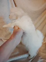 Blondie, a female Pomeranian for sale in Justin, TX – Photo 7 of 8