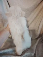 Blondie, a female Pomeranian for sale in Justin, TX – Photo 4 of 8