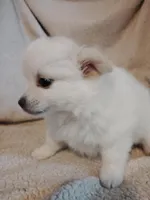 Blondie, a female Pomeranian for sale in Justin, TX – Photo 2 of 8