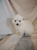 Blondie, a female Pomeranian for sale in Justin, TX – Photo 1 of 8