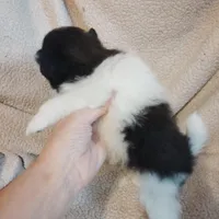 Panda, a male Pomeranian for sale in Justin, TX – Photo 8 of 10