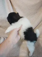 Panda, a male Pomeranian for sale in Justin, TX – Photo 4 of 7