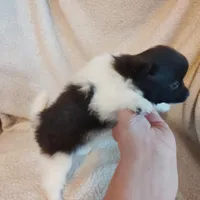 Panda, a male Pomeranian for sale in Justin, TX – Photo 6 of 10