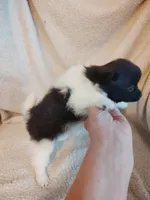 Panda, a male Pomeranian for sale in Justin, TX – Photo 5 of 7