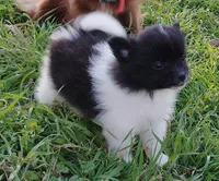 Panda, a male Pomeranian for sale in Justin, TX – Photo 1 of 10
