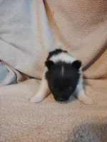 Panda, a male Pomeranian for sale in Justin, TX – Photo 7 of 7