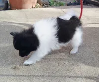 Panda, a male Pomeranian for sale in Justin, TX – Photo 5 of 10