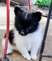 Panda, a male Pomeranian for sale in Justin, TX – Photo 2 of 10