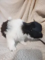 Panda, a male Pomeranian for sale in Justin, TX – Photo 6 of 7