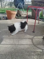 Panda, a male Pomeranian for sale in Justin, TX – Photo 7 of 10