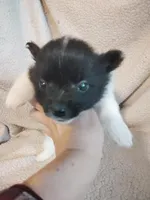 Panda, a male Pomeranian for sale in Justin, TX – Photo 3 of 7