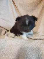 Millie Moo, a female Pomeranian for sale in Justin, TX – Photo 5 of 6