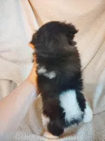 Millie Moo, a female Pomeranian for sale in Justin, TX – Photo 4 of 6