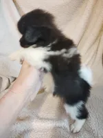 Millie Moo, a female Pomeranian for sale in Justin, TX – Photo 6 of 6