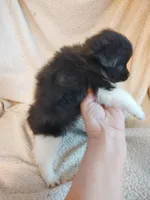 Millie Moo, a female Pomeranian for sale in Justin, TX – Photo 2 of 6