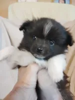 Millie Moo, a female Pomeranian for sale in Justin, TX – Photo 1 of 6