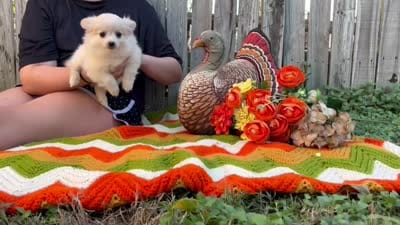 Vanilla, a male Pomeranian for sale in Justin, TX – 4 of 4