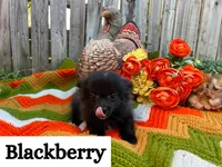 BlackBerry , a female Pomeranian for sale in Justin, TX – 1 of 4