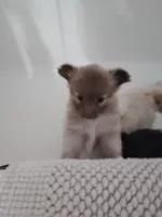 Caramel, a male Pomeranian for sale in Justin, TX – 2 of 5