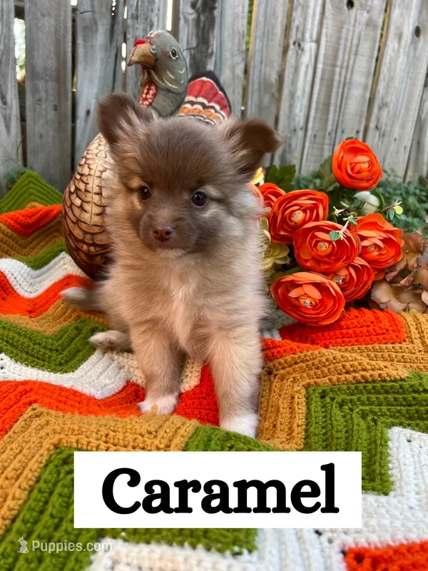 Caramel – Pomeranian puppy for sale in Justin, TX