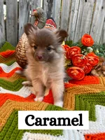 Caramel, a male Pomeranian for sale in Justin, TX – 1 of 5