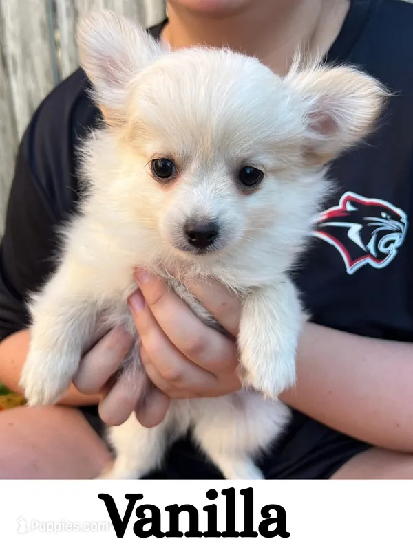 Vanilla – Pomeranian puppy for sale in Justin, TX