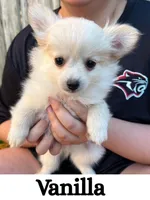 Vanilla, a male Pomeranian for sale in Justin, TX – 1 of 4