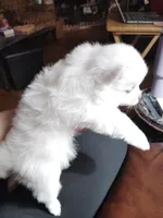 Angel, a female Pomeranian for sale in Justin, TX – Photo 3 of 6